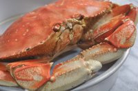 crab.bennedict-0016